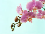 Orchid roller blind