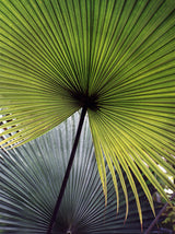 Palm leaves roller blind- Blackout