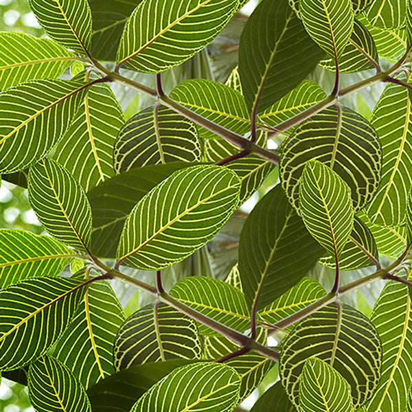 Safari Leaf wallpaper